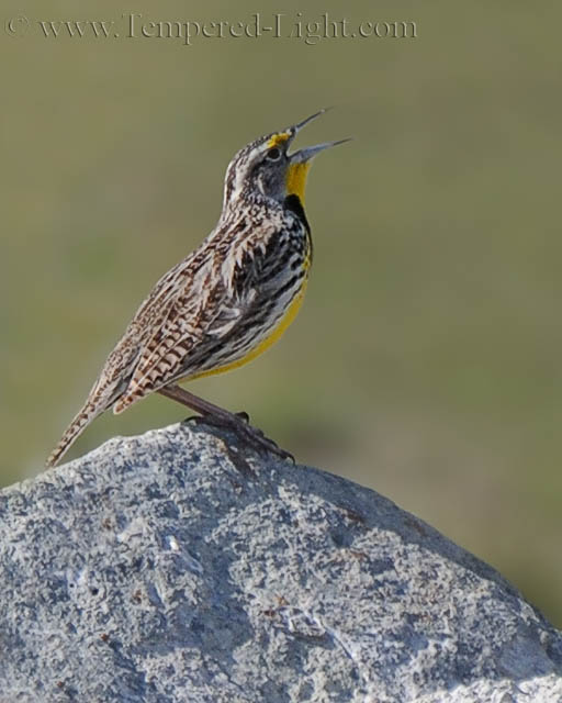 Meadowlark