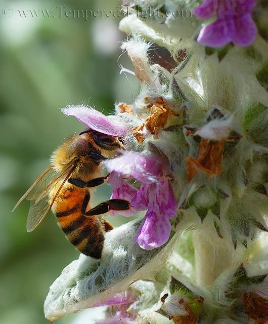 The Bee's Knees