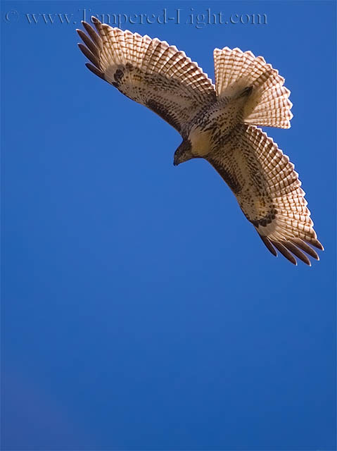 Red-Tailed Hawk (Juvenile)
