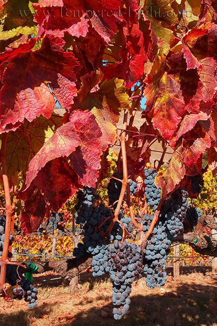 Harvest Season
