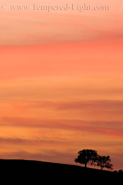 Tree Sihlouette by Sunset