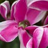 Conservatory of Flowers