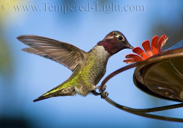 Hummingbird at Feeder