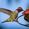 Hummingbird at Feeder
