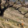 Coyote by Tree
