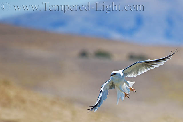 White Tailed Kite I