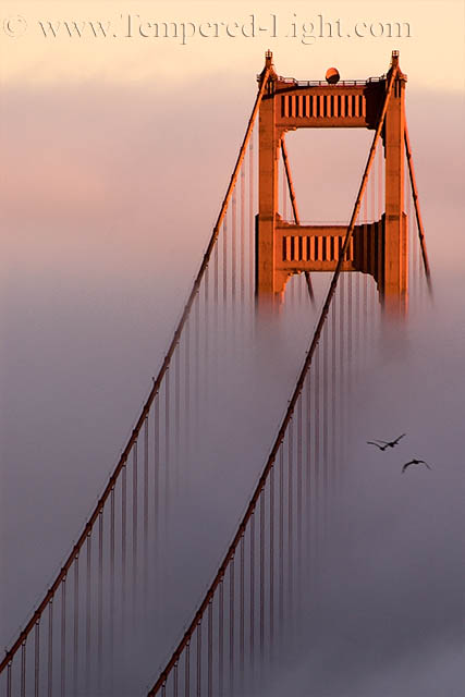 Golden Gate in Fog