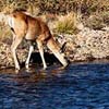 Tuolumne Deer