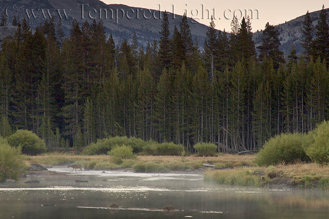 Tuolumne River Predawn