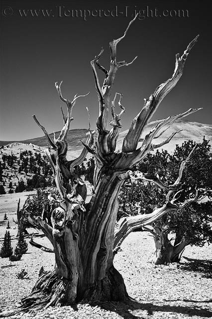 Bristlecone Pine I