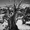 Bristlecone Pine I
