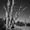 Bristlecone Pine II