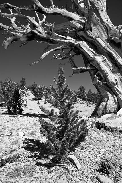 Bristlecone Pine Old and Young
