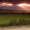 Stormy Day in Wine Country