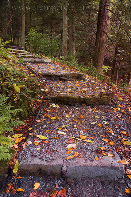 Steps in the Woods