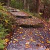 Steps in the Woods