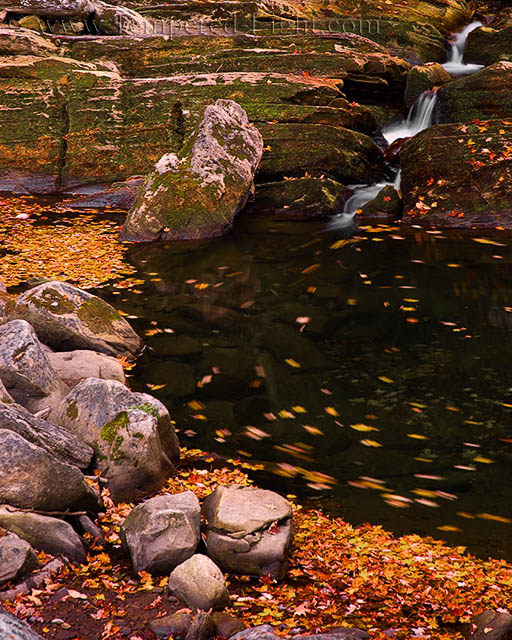 Swirling Autumn