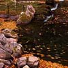 Swirling Autumn