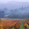 Rainy Day in Wine Country
