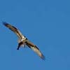 Osprey with Lunch