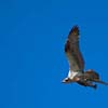 Osprey with Lunch II