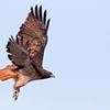 Red-Tailed Hawk