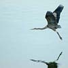 Great Blue Heron I