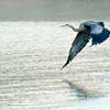 Great Blue Heron III