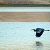Great Blue Heron IV