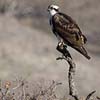 Osprey in Tree