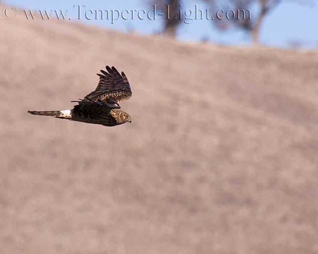 Northern Harrier IV