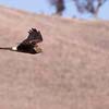 Northern Harrier IV