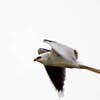 White-Tailed Kite III