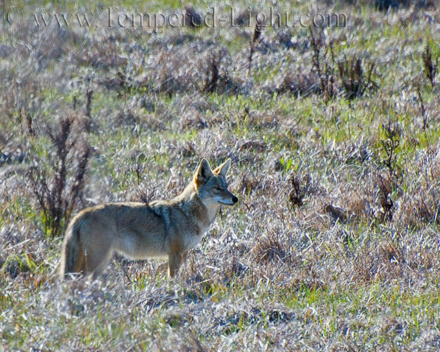 Coyote
