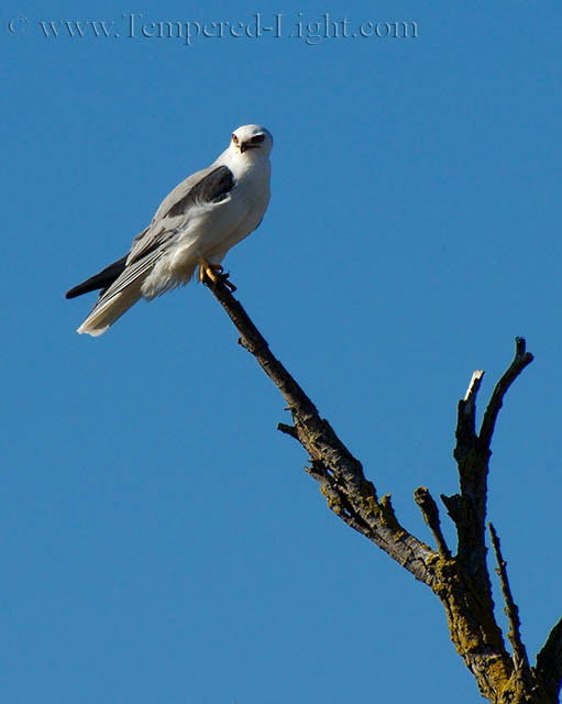 White-Tailed Kite IV