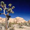 Joshua Tree II