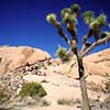 Joshua Tree III