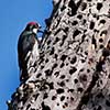 Acorn Woodpecker with an Olive