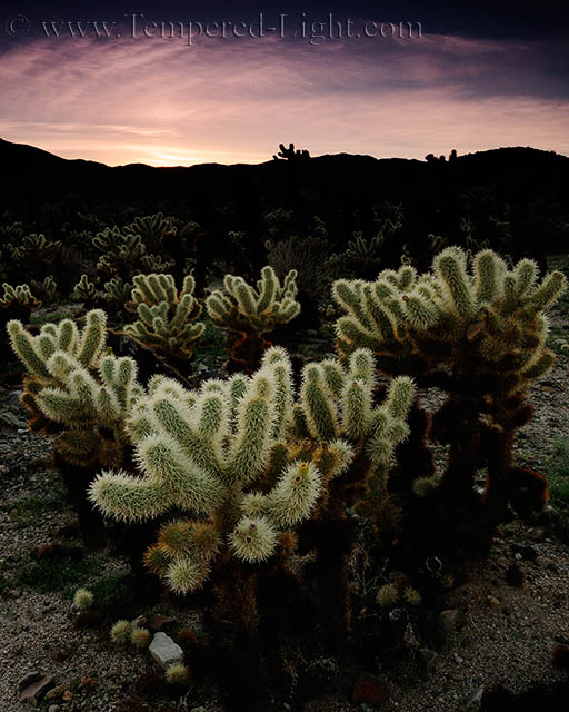 Teddy Bear Cholla
