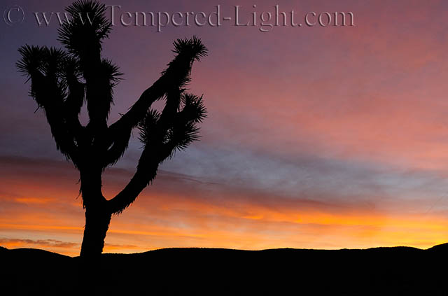 Joshua Tree at Dawn