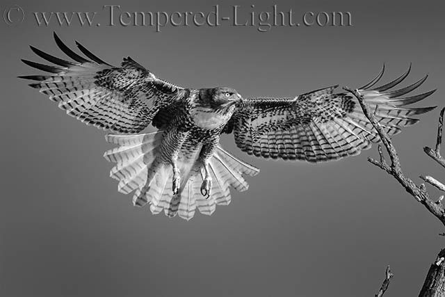 Red Tailed Hawk