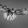Red Tailed Hawk