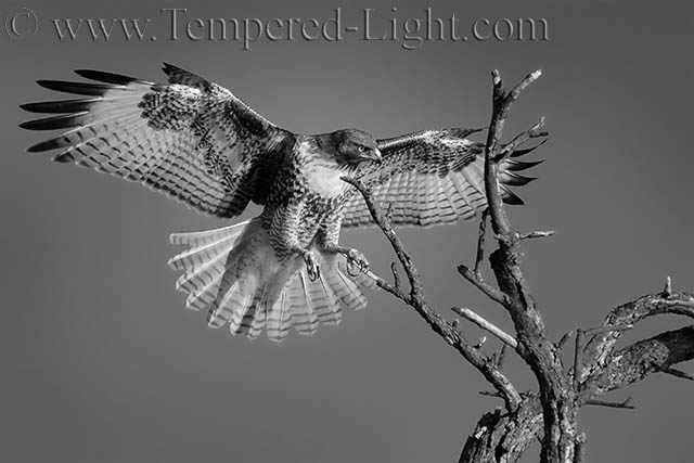 Red Tailed Hawk