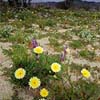 Desert Wildflowers