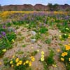 Desert Wildflowers II