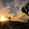 Joshua Tree Sunset