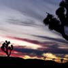 Joshua Tree Twilight