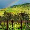 Napa Valley Rainbow