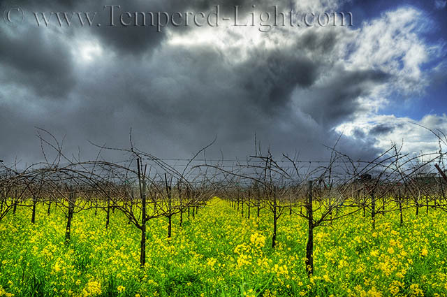 Mustard Storm