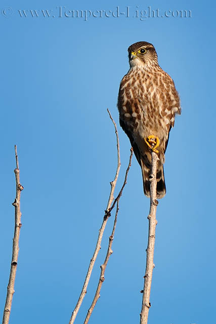 Taiga Merlin